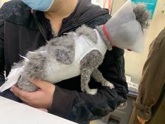 -康乐宝动物医院