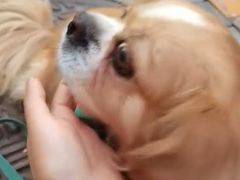 -康乐宝动物医院