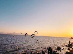 -深圳湾公园(南山区)