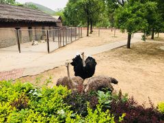 -石家庄市动物园