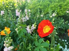 -上海共青森林公园