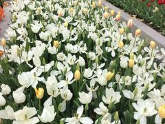 -上海鲜花港