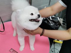 -宠福鑫康馨动物医院·骨科·眼科