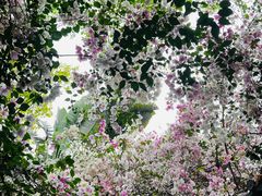 -深圳国际园林花卉博览园