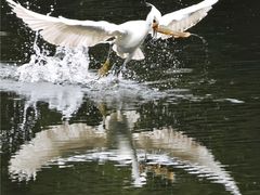 -重庆彩云湖湿地公园