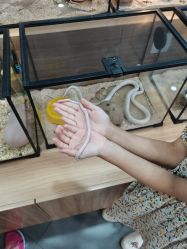 -Moni星球萌宠·小马宝莉·灵蛇·高端高阶全萌宠互动体验俱乐部(红豆国际广场店)