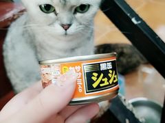 -李小姐の猫咖啡馆(五角场店)
