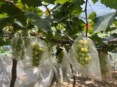 -马陆小张葡萄园农家乐