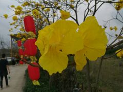-天适樱花悠乐园