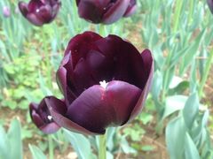 iphone_upload_pic-洛阳郁金香牡丹园