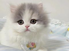-欣宠猫屋·矮脚拿破仑·蓝金金渐层