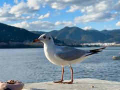 -海埂大坝