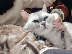 -猫儿山۰猫主题餐厅