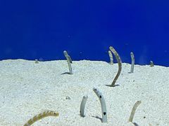 -上海海洋水族馆