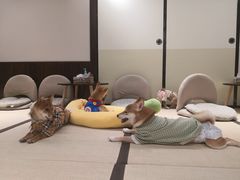 -逗柴咖啡屋·狗咖猫咖宠物桌游