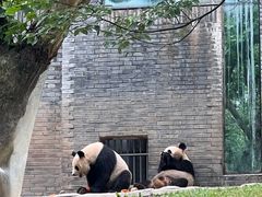 -都江堰中华大熊猫苑