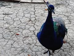 -苏州太湖西山岛开心农场