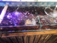 -四海蒸鲜蒸汽海鲜自助(北戴河店)