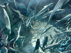 -上海海洋水族馆