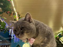 -猫小院猫主题咖啡厅(北锣店)