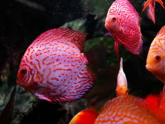 -上海海洋水族馆