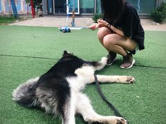 -宠物寄养训练学校