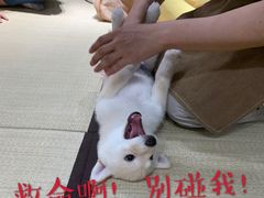 -逗柴咖啡屋·狗咖猫咖宠物桌游