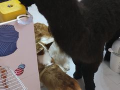 -我爱猫咪·猫咖·狗咖·安哥拉兔·羊驼咖(小寨华旗店)