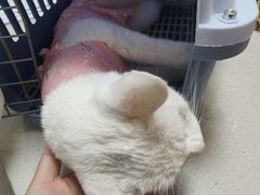 -乖乖宠物医院·猫科·骨科·24小时(云岗分院)