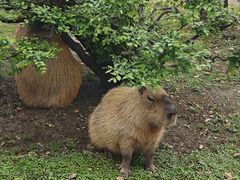 -上海野生动物园