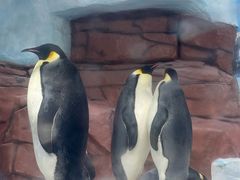 -海合安成都极地海洋公园