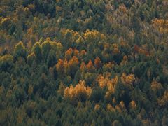 -莫尔道嘎国家森林公园