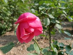 -莲花池公园