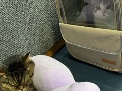 -伟伟宠物医院·瑞派猫友好医院·猫科(光谷店)