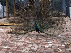 -长白岛森林公园