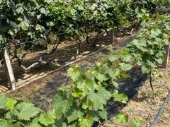 -马陆小张葡萄园农家乐