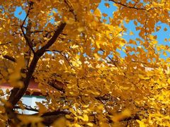 -四川大学(华西校区)