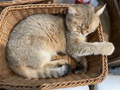 -共舞时光猫咖·狗咖(新街口店)