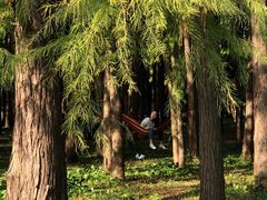 -上海共青森林公园