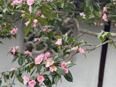 -沧浪亭