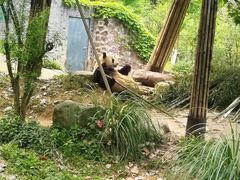 -都江堰中华大熊猫苑