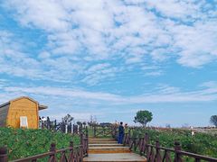 -空港花田景区