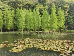-广州市石门国家森林公园