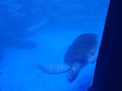 -太平洋海底世界