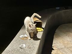 -景田北六街公园宠物主题园