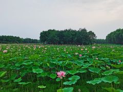 -东郊湿地公园