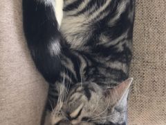 -猫和宫(六道口店)