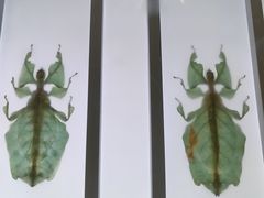 -上海昆虫博物馆