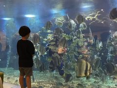 -瑞德姆美人鱼海底演艺主题餐厅(亚龙湾店)
