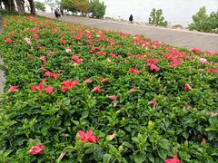 -深圳湾公园(南山区)